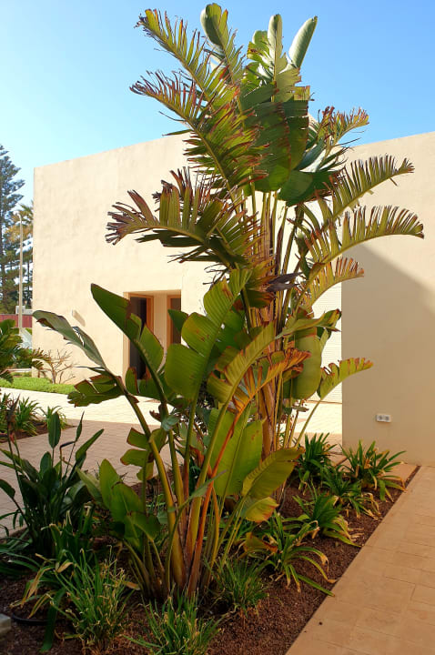 Gartenanlage Hipotels Mediterraneo Club