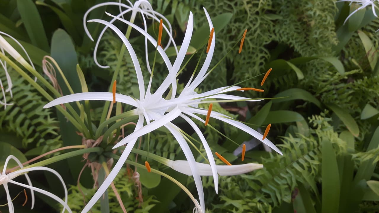 Gartenanlage Wyndham Alltra Samana