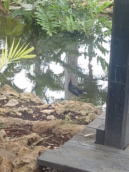 Gartenanlage Sunscape Dominicus La Romana