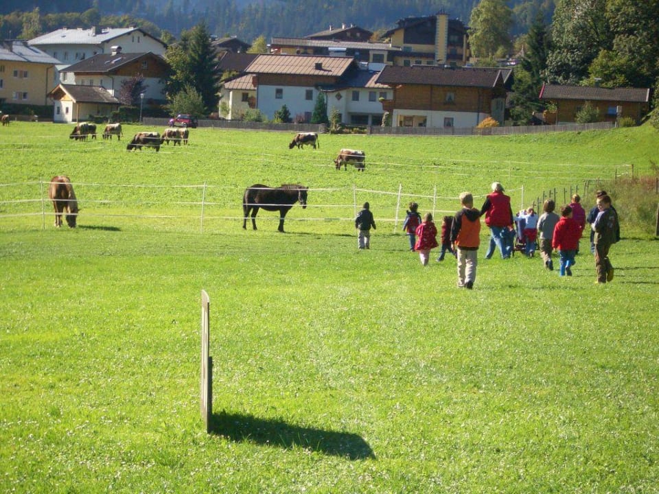Tiere füttern POST Family Resort