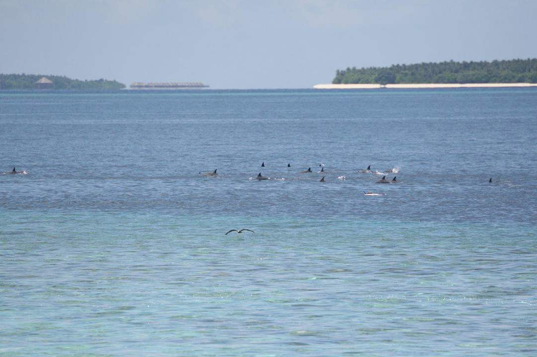 Schwimmen mit Delfinen NH Collection Maldives Reethi Resort