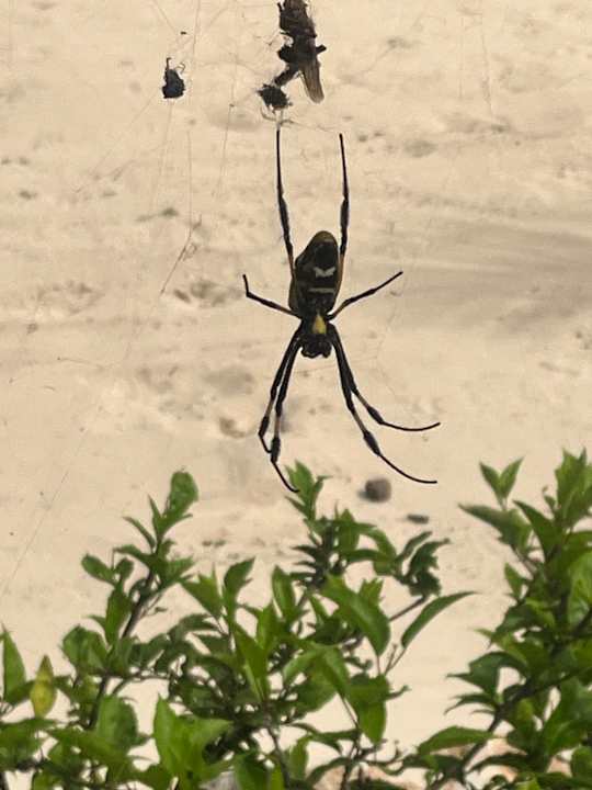 Gartenanlage Hotel Riu Karamboa