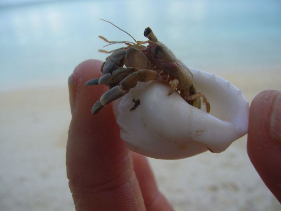 Einsiedlerkrebs Meeru Maldives Resort Island