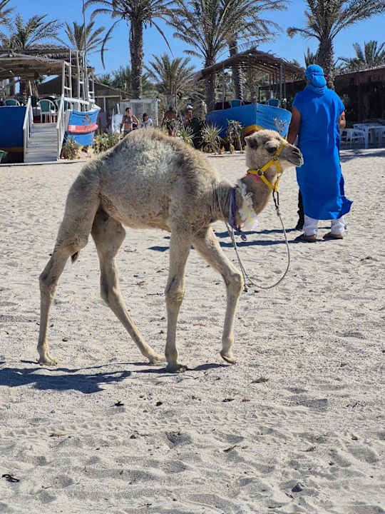 Strand Welcome Meridiana Djerba Hotel