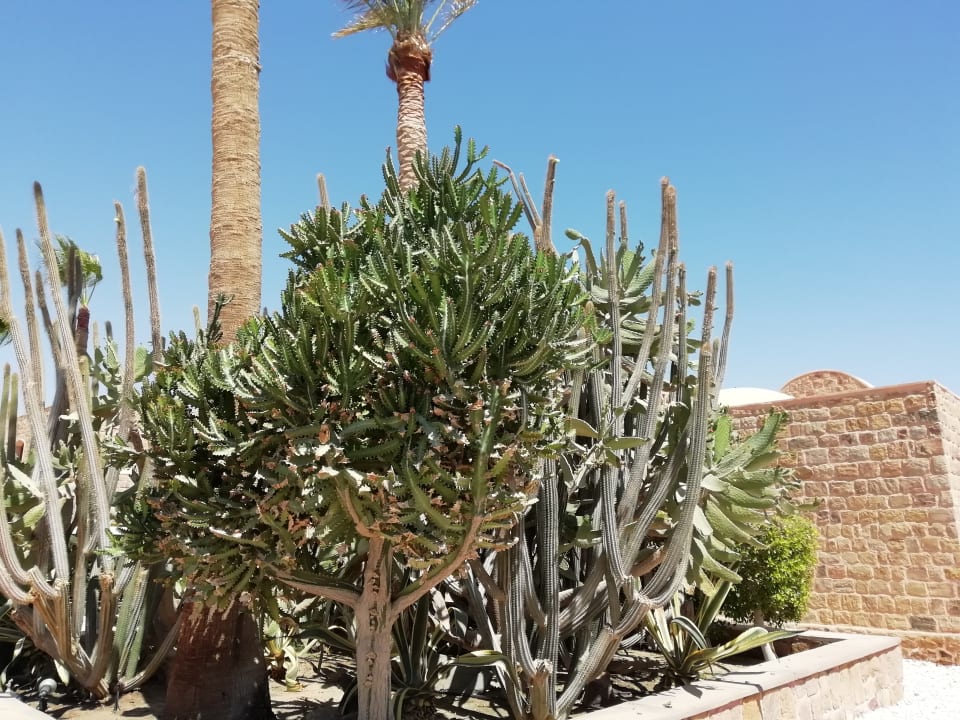 Gartenanlage Mövenpick Resort El Quseir