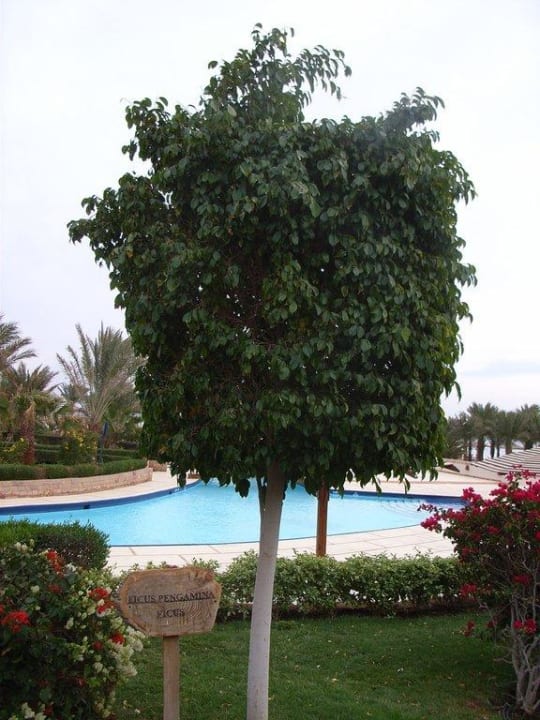 Garten Fort Arabesque Resort, Spa & Villas
