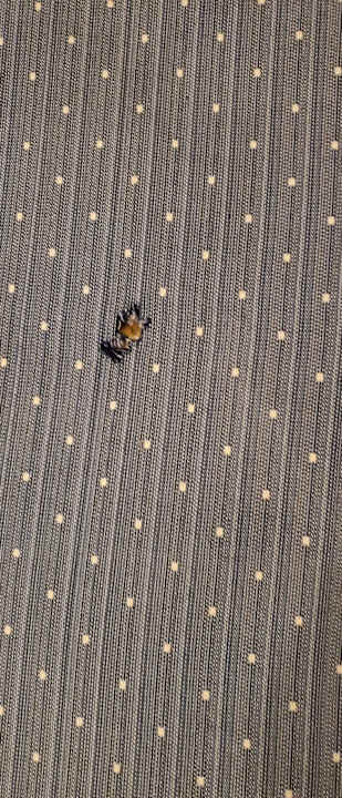 Zimmer Bliss Nada Beach Resort