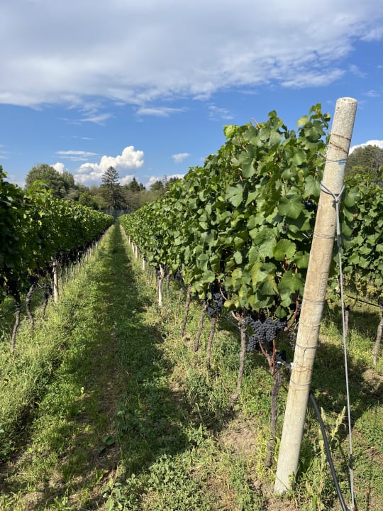 Ausblick Gartenhotel Moser