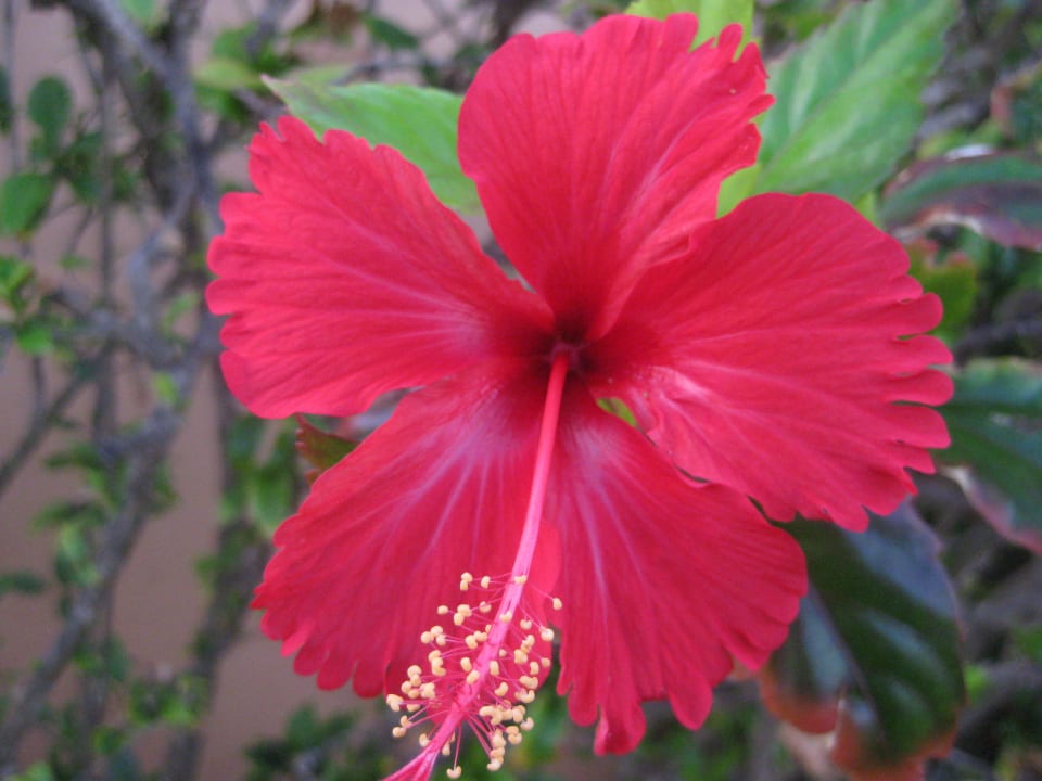 Einer der vielen Schönheiten Punta Cana Princess All Suites Resort & Spa