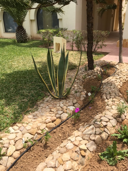 Gartenanlage Aldiana Club Djerba Atlantide