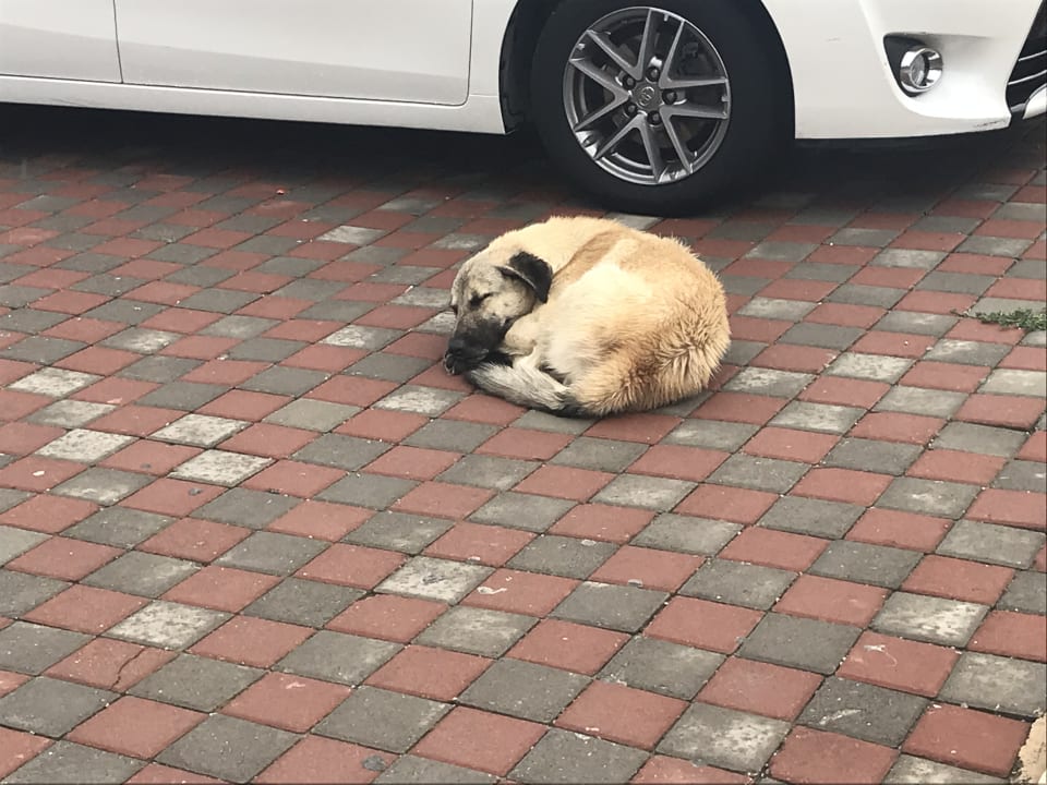 Sonstiges Well Palace Side