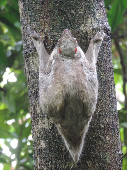 Tierwelt in der Anlage Berjaya Langkawi Resort