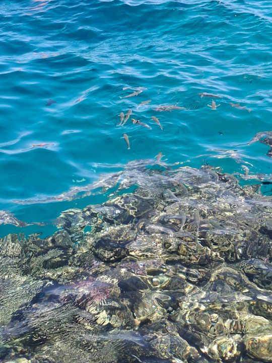 Strand Steigenberger Coraya Beach - Adults only