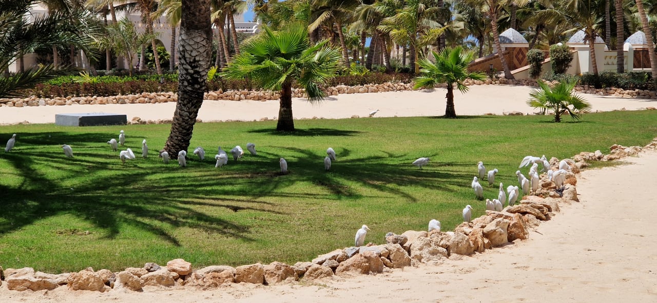 Gartenanlage Hotel Riu Karamboa