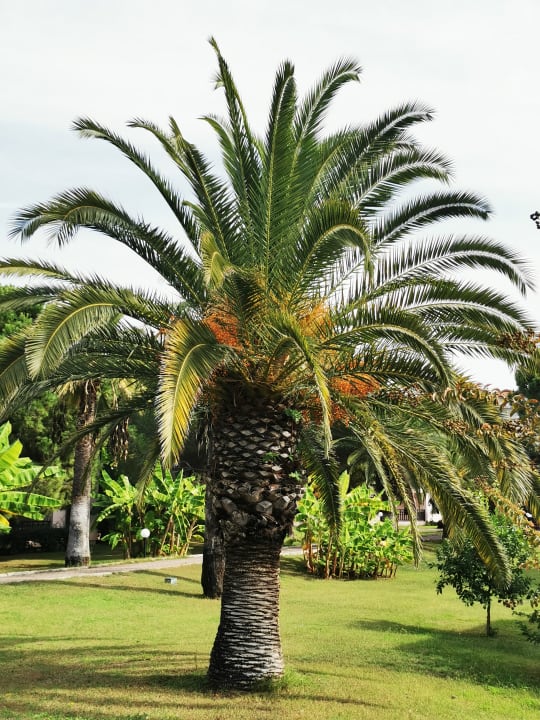 Gartenanlage Starlight Resort Hotel