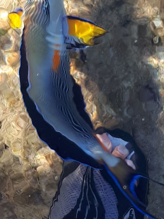 Strand Pickalbatros Citadel Resort