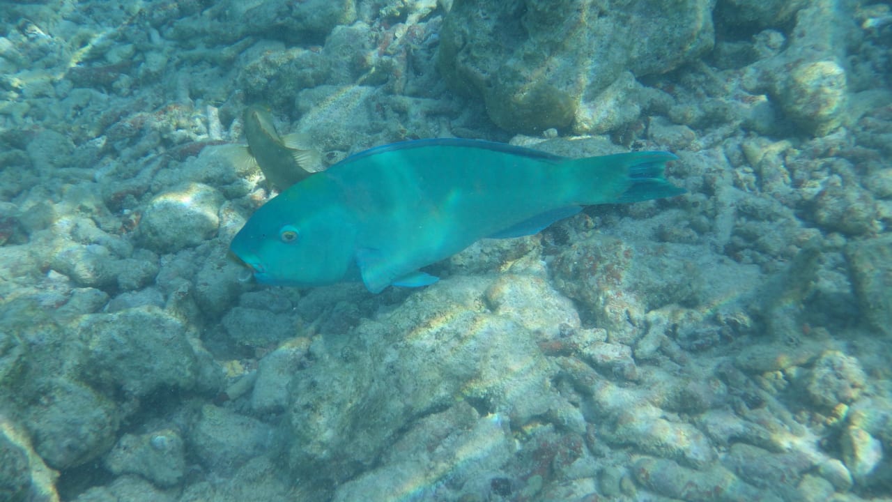 Sonstiges Adaaran Select Hudhuran Fushi - Premium All Inclusive