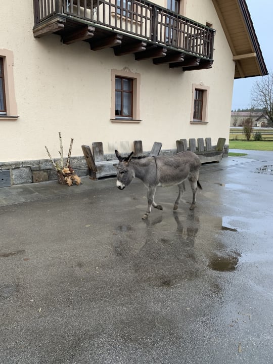 Außenansicht Urlaub am Regen - Ferienhof Dirnberger
