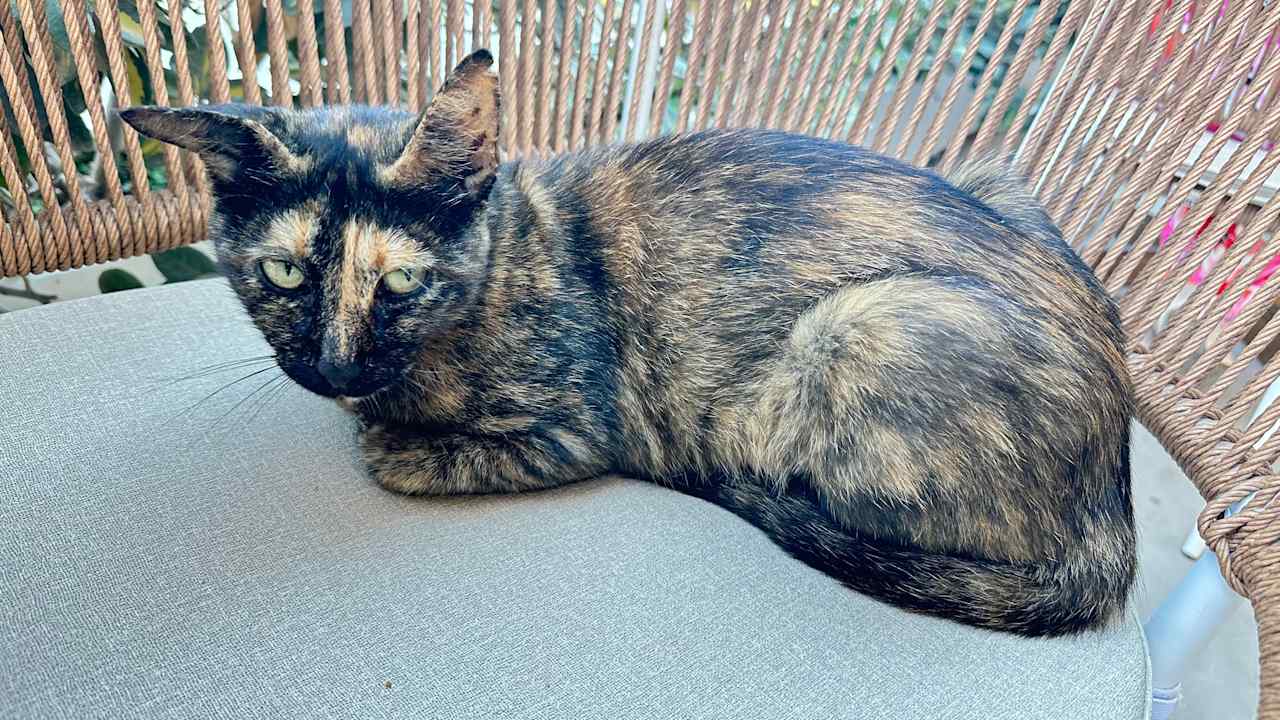 Gastro Knossos Beach Bungalows Suites Resort & Spa