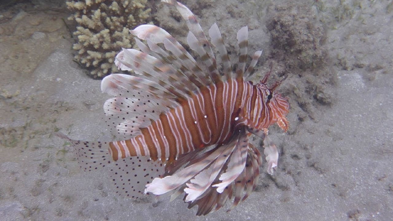 Reef fish Premier Le Reve Hotel & Spa