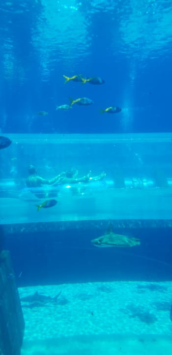 Sport & Freizeit Atlantis, The Palm