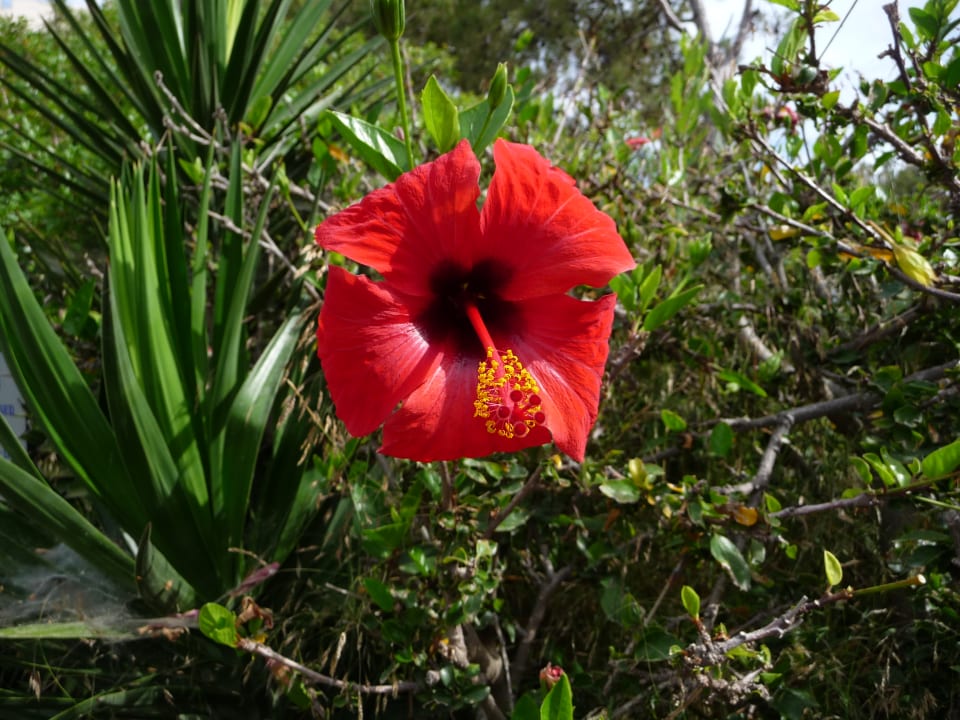 Gartenanlage Hotel Kalithea Horizon Royal