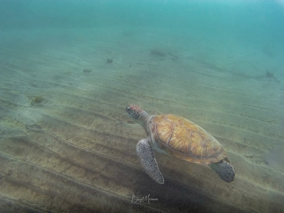 Strand Chogogo Dive & Beach Resort