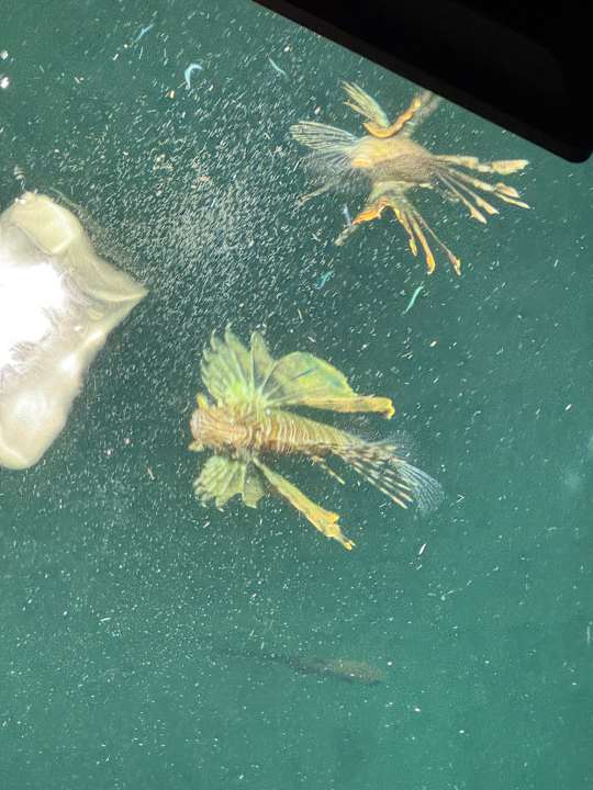 Sonstiges Pickalbatros Citadel Resort