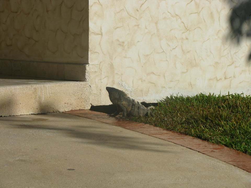 Leguane vor den Zimmern Grand Palladium Kantenah Resort & Spa