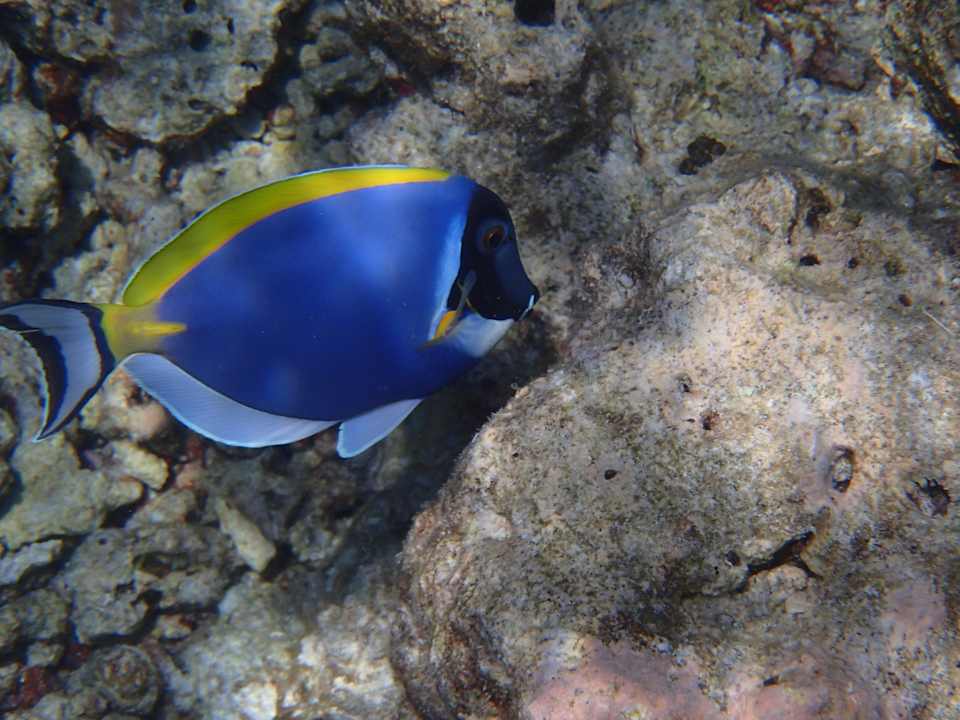 Meerbewohner Meeru Maldives Resort Island