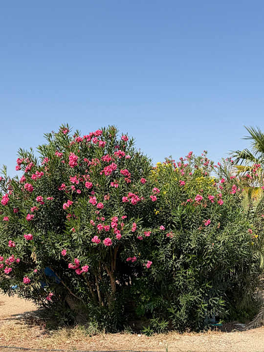 Gartenanlage Bliss Nada Beach Resort