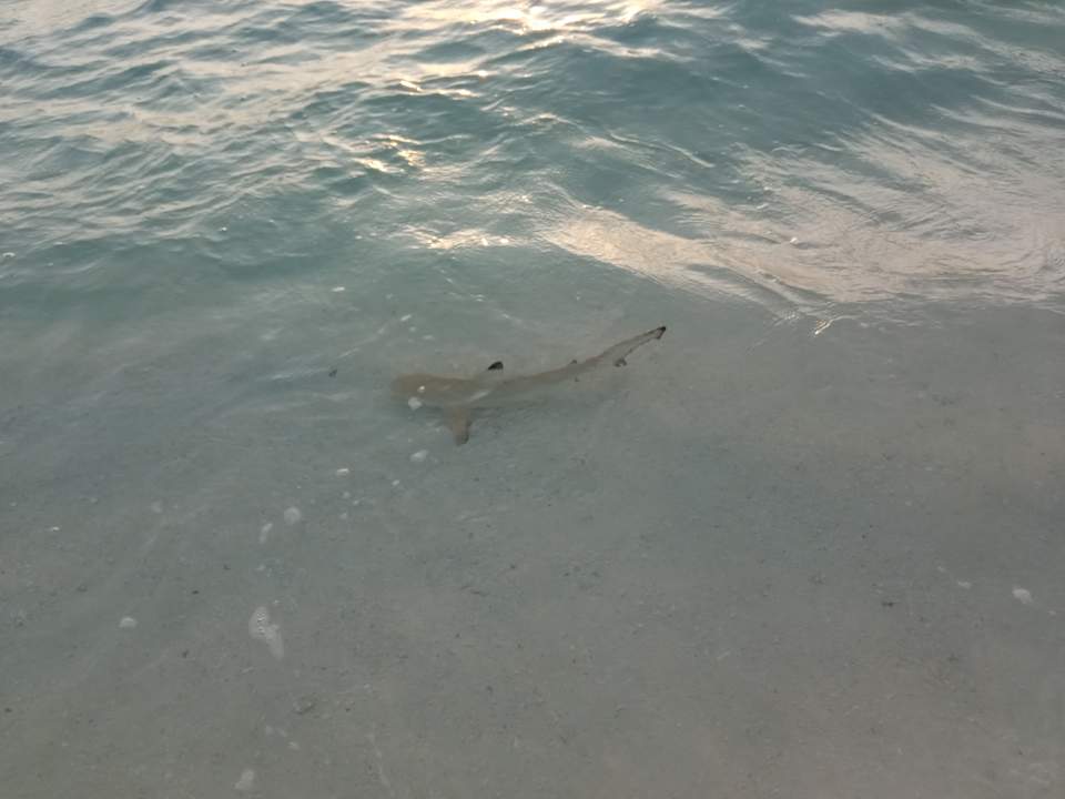 Strand Summer Island Maldives