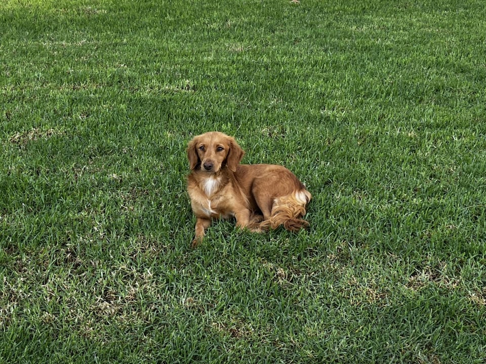 Gartenanlage Salamis Bay Conti Resort Hotel & Casino