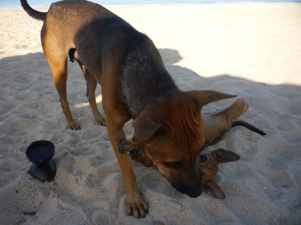 Hunde am Strand Khaolak Orchid Beach Resort