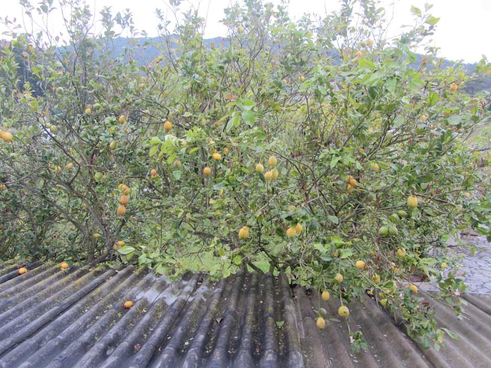Lemon tree Hotel Casa Amadora