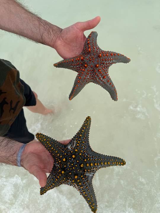 Strand Hotel Riu Palace Zanzibar