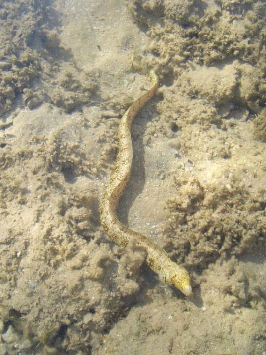 Kleine Muräne Grand Makadi