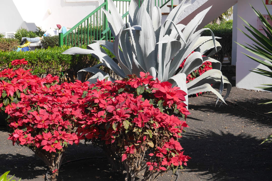 Auch so groß können Weihnachtssterne sein Hotel Riu Paraiso Lanzarote
