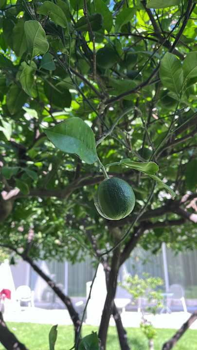 Gartenanlage Rodos Princess Beach Hotel & Spa