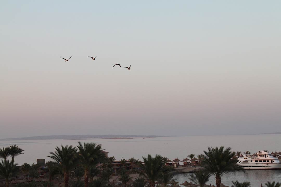 Вид из номера Beach Albatros Resort