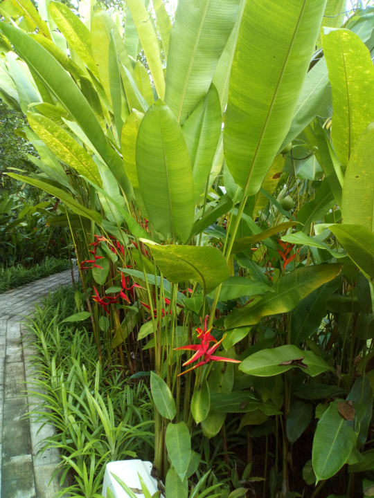 Gartenanlage Bangsak Village