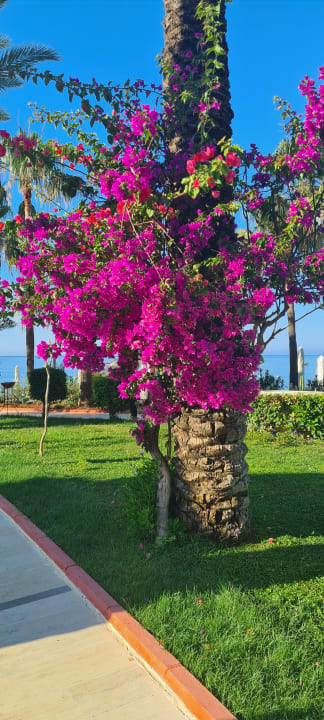 Gartenanlage Saphir Resort & Spa