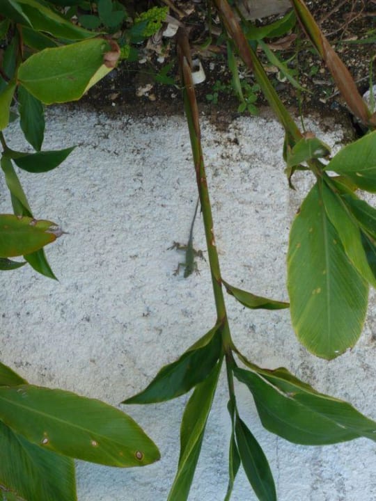 Echsen gibts Tausende in Jamaica Grand Muthu Club Caribbean Runaway Bay