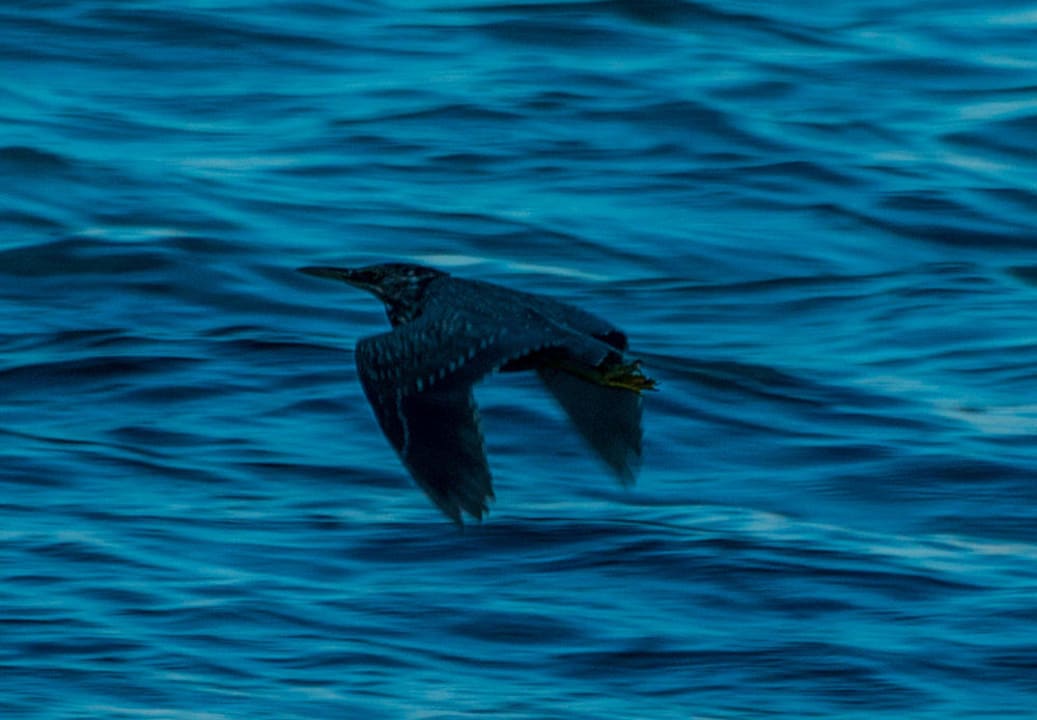 Interessante Vogelwelt Happy Life Village