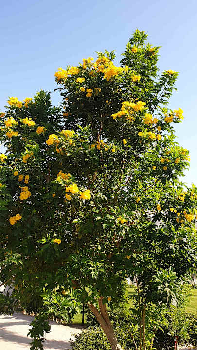 Gartenanlage Amarina Abu Soma Resort & Aquapark