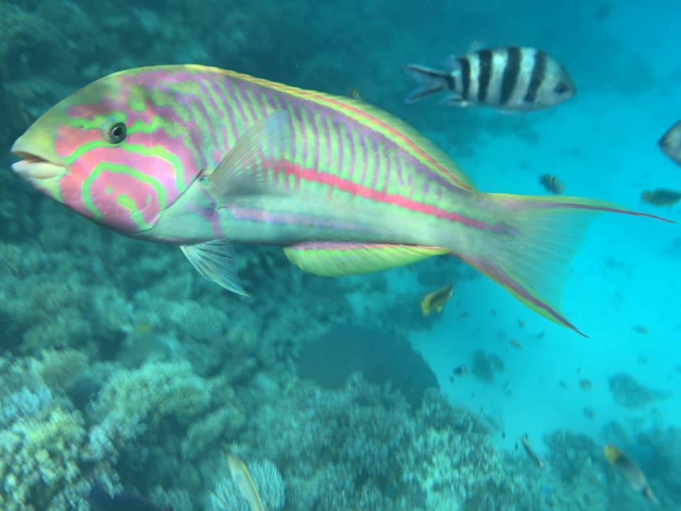 Strand Gravity Hotel & Aquapark Sahl Hasheesh