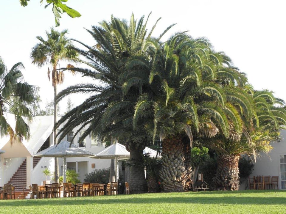 Palmenanlage ROBINSON ESQUINZO PLAYA