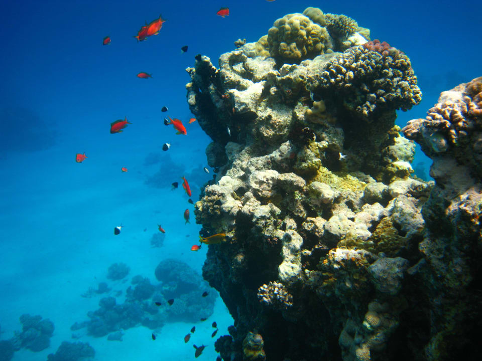 Schnorcheln im Grand Makadi Grand Makadi