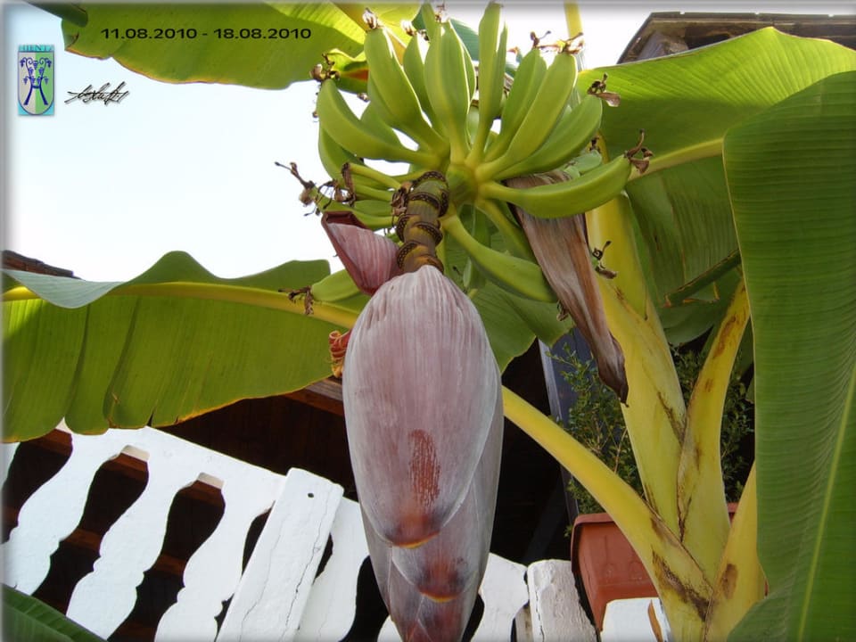 Bananenbaum / Bananenblüte Aldiana Club Rocca Nettuno Calabria