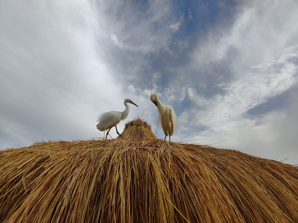 Sonstiges Steigenberger Coraya Beach - Adults only